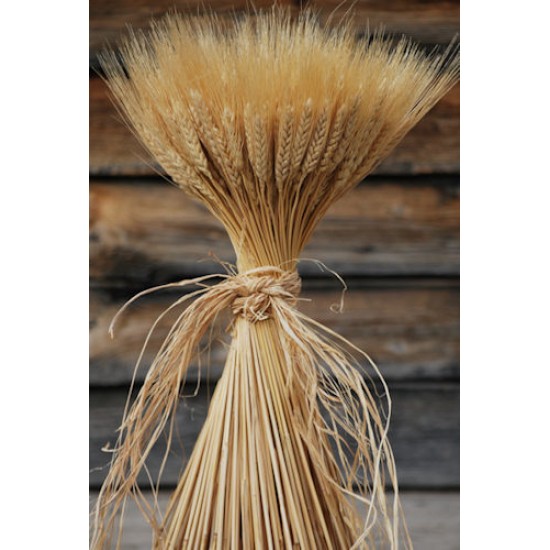 Large Dried Wheat Bunches Large Dried Wheat Bunches