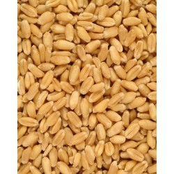 Wheat Kernels (Grain Kernels) Loose Wheat