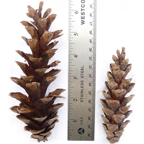 Pine cones for sale, Buy Pine cones, Purchase Pine cones