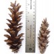 White Pine Cones - Strobus Cones