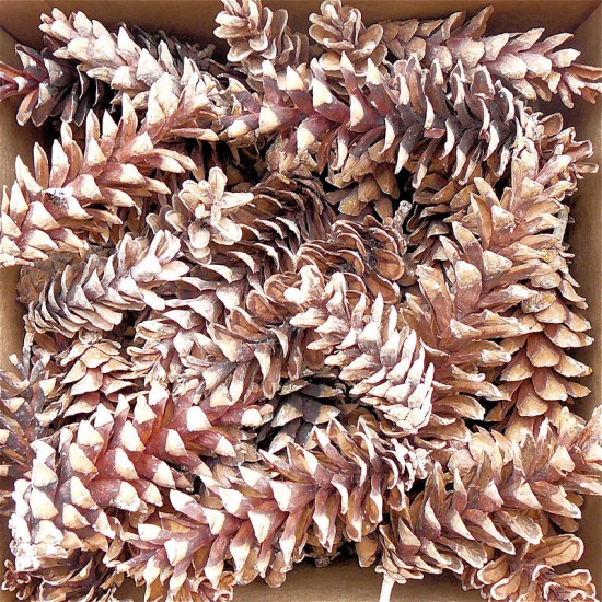 White Pine Cones - Strobus Cones