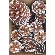 White Tipped Pine Cone Assorted Box
