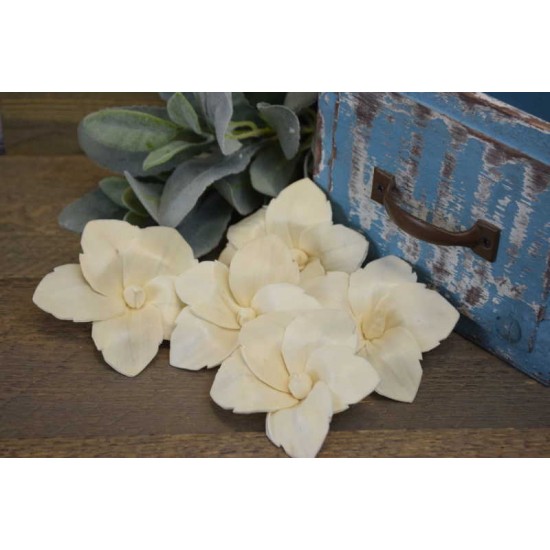 Wood Daylily Flowers - Daylilies Wood Daylily Flowers - Daylilies