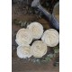 Wood Old Rose Flowers Wood Old Rose Flowers