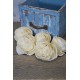 Sola Wood Beauti Rose Sola Wood Beauti Rose