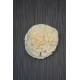 Sola Dahlia Flat Style Sola Dahlia Flat Style