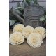 Sola Dahlia Flat Style Sola Dahlia Flat Style