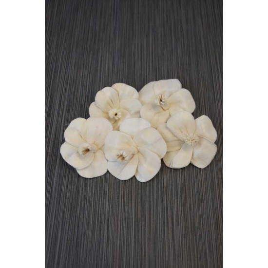 Sola Wood Hibiscus Sola Wood Hibiscus