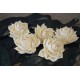 Wood Layla Rose (Agni) Wood Layla Rose (Agni)