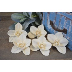 Wood Orchid Flowers 