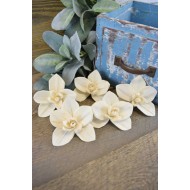 Wood Orchid Flowers 
