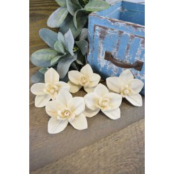 Wood Orchid Flowers 