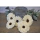 Sola Suzy Wood Flower Sola Suzy Wood Flower
