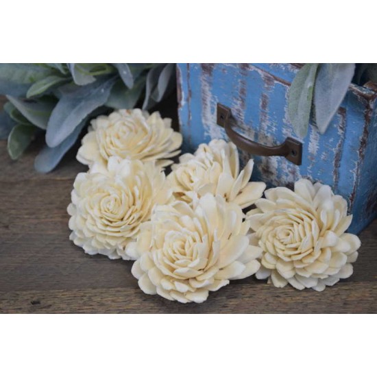 Sola White Beauti Chip Rose Sola White Beauti Chip Rose