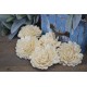 Sola White Beauti Chip Rose Sola White Beauti Chip Rose