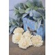 Sola White Beauti Chip Rose Sola White Beauti Chip Rose