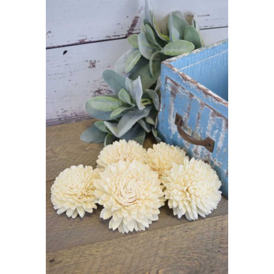 Wood Zinnia Flowers Wood Zinnia Flowers