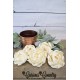Wood Peony Flowers - Peonies BH Wood Peony Flowers - Peonies BH