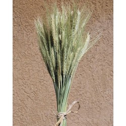 Green Bearded Wheat Bundle