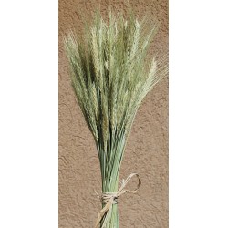 Green Bearded Wheat Bundle