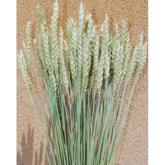 Green Beardless Wheat Bundle