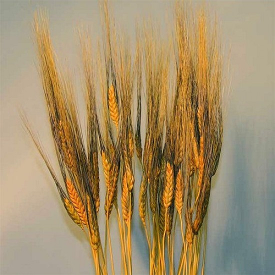 Dyed Blackbeard Wheat Bunch - 8oz Dyed Blackbeard Wheat Bunch - 8oz