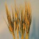 Dyed Blackbeard Wheat Bunch - 8oz Dyed Blackbeard Wheat Bunch - 8oz