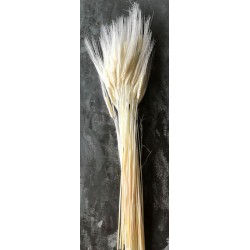 Triticum Bleached Wheat Bundle - 8oz bunch