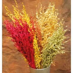 Decorative Mini Oats - Dried