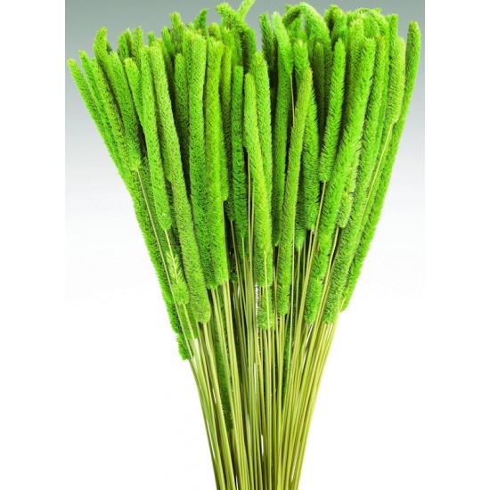 Dried Rattail Millet