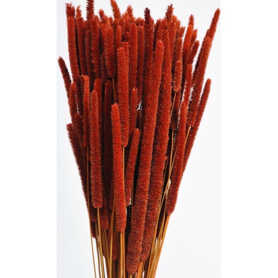 Dried Rattail Millet Dried Rattail Millet