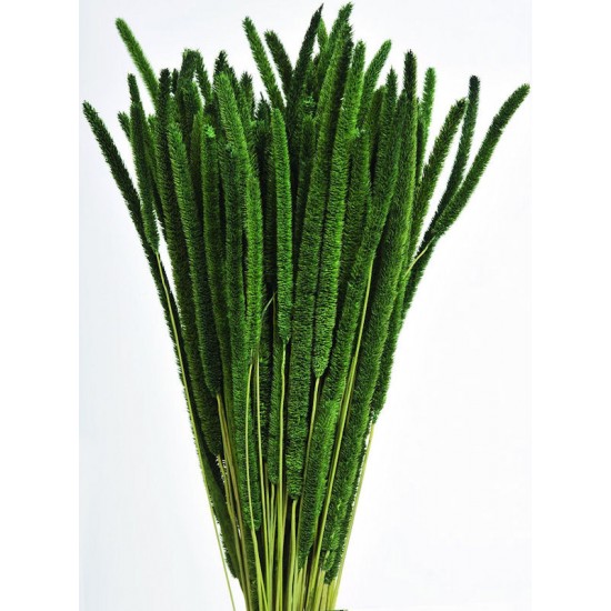 Dried Rattail Millet Dried Rattail Millet