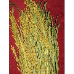 Ornamental Rice Bundle (Dried)