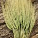 Green Wheat Bundle - Dyed