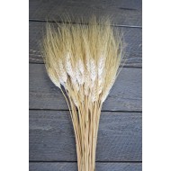 Wheat Stalks Bundle - 8oz blond