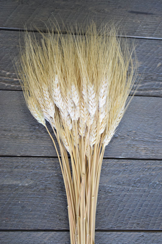 Wheat Stalk | Dried Wheat Bundles | Curious Country Creations