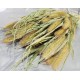Dried Foxtail Millet