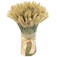 Green Beardless Wheat Cone Bundle -- 3LB