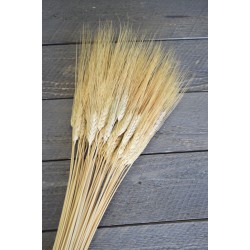 Triticum Wheat Bundles - 8oz blond