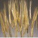 Triticum Wheat Bundles - 8oz blond Triticum Wheat Bundles - 8oz blond