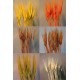 Triticum Wheat Bundles - 8oz blond Triticum Wheat Bundles - 8oz blond