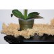 Dried Babys Breath Garland - 6 Feet Long