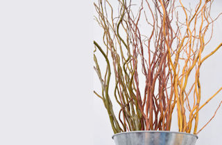 <s>Beautiful Dried Branches</s> Large Decorative Bundles